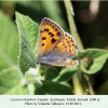 lycaena alciphron talysh female 2